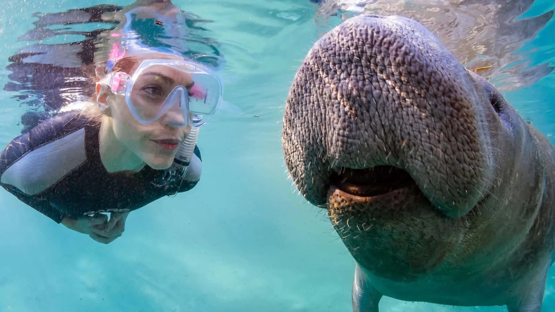 Manatee Snorkelling at Crystal River
