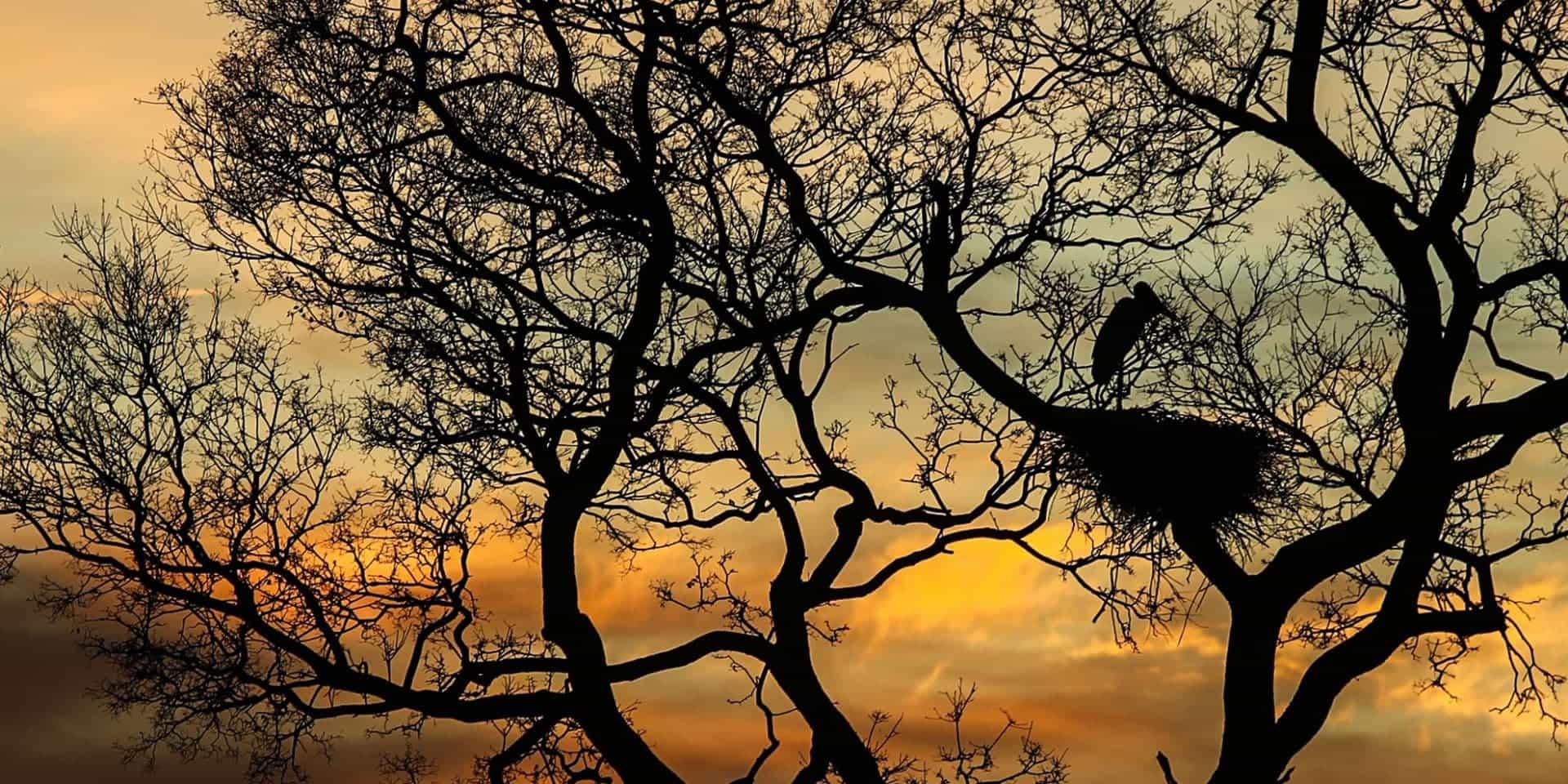 Pantanal -Brasil Planet