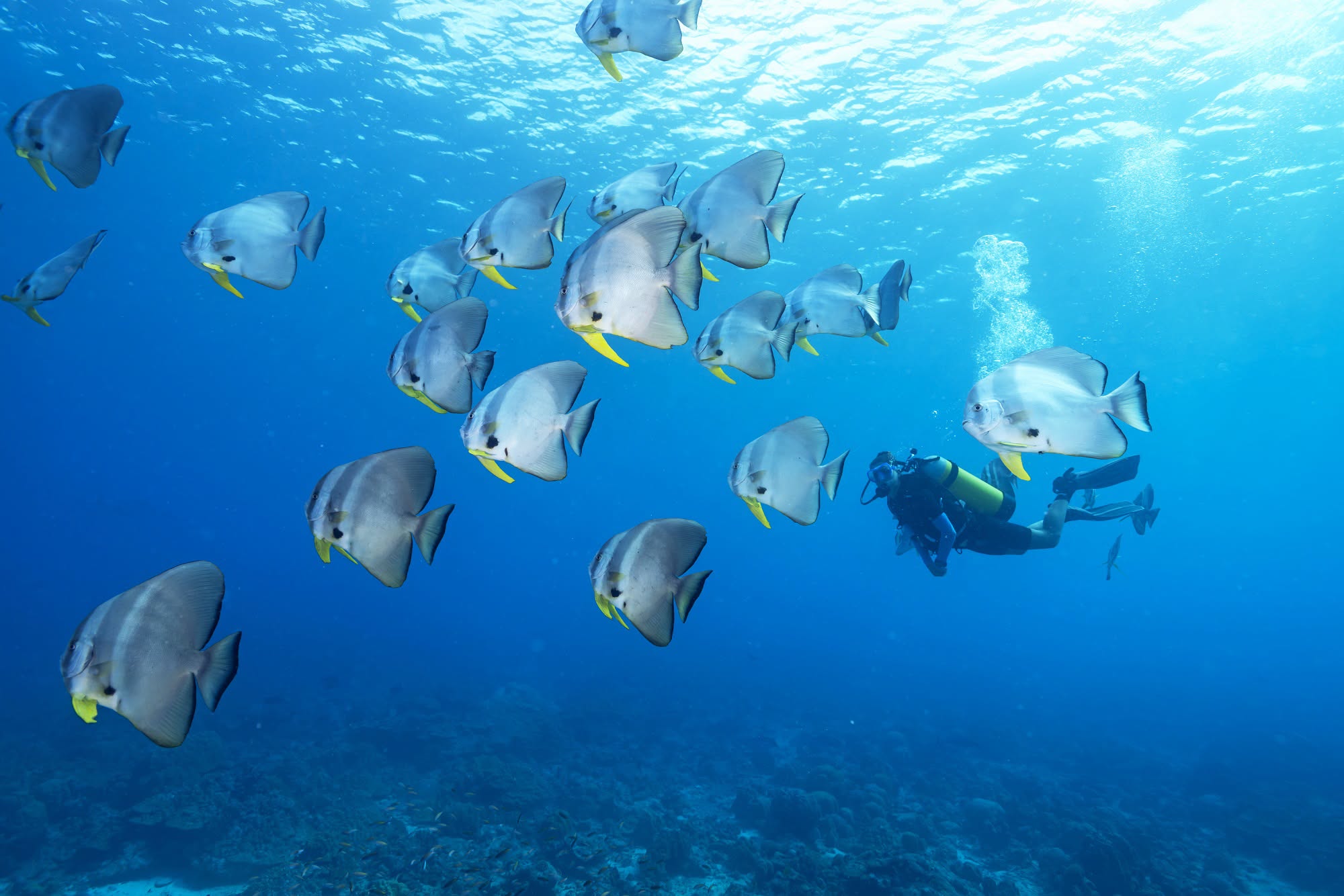 Blue Safari Marine Collection