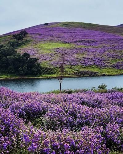 Munnar Tour By Lady Rovers, Munnar, India